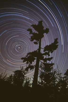 Framed Polaris Pine Print