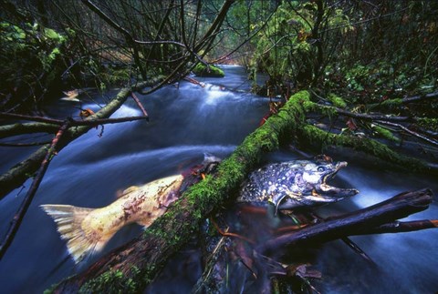 Framed Salmon Trapped Print