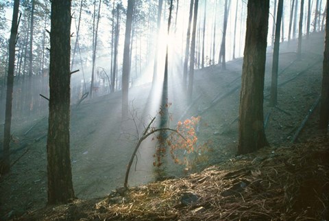 Framed Smoke Forest Print