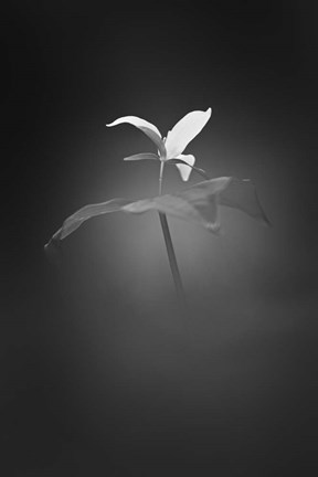 Framed Trillium Pastel 1 Print