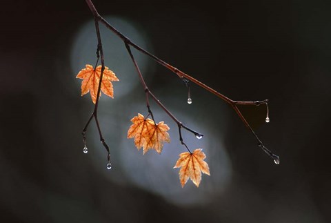 Framed Wet Fall Print