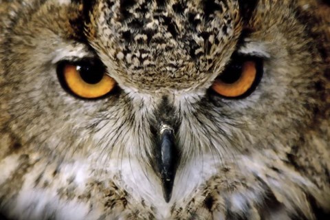 Framed Eagle Owl Print