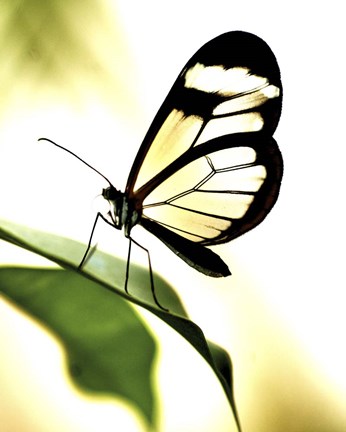 Framed Transparent Butterfly Print