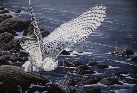 Framed Winter Shore - Snowy Owl Print