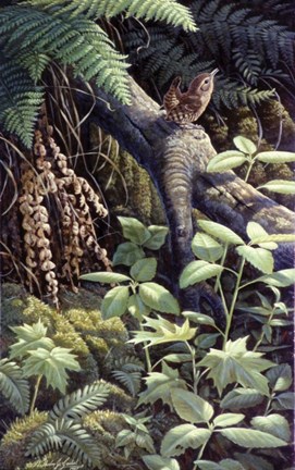 Framed On A Limb Print