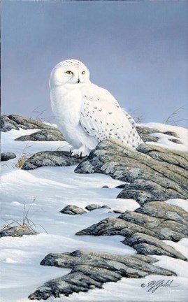 Framed Snowy Owl Print