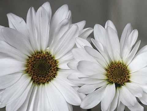 Framed Don&#39;t Eat Daisies I Print