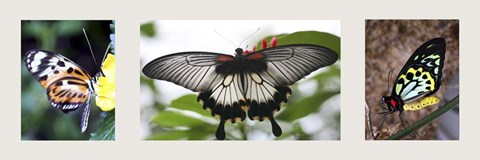 Framed Butterfly Trio Print