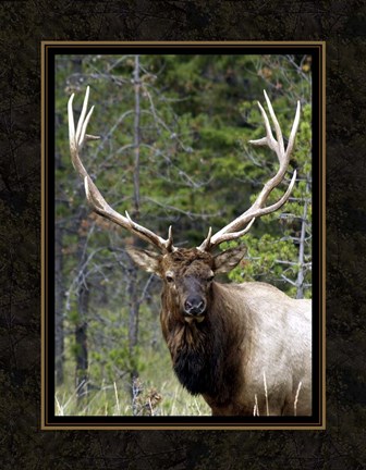Framed Large Elk Print