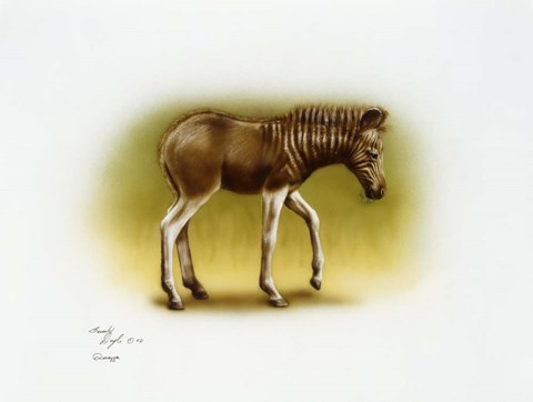 Framed Zebra Colt Print