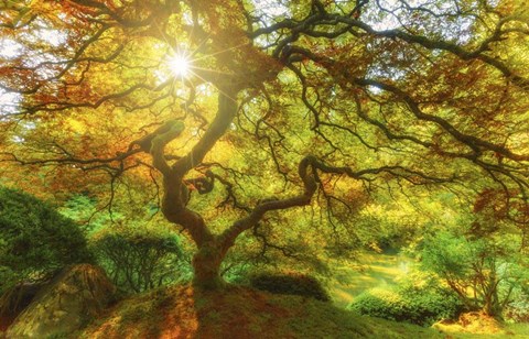 Framed Good Morning Sunshine Print