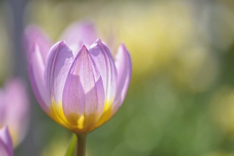 Framed Tulip Lilac Wonder Print