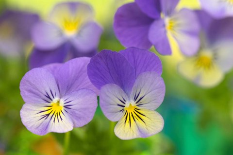 Framed Violets Print