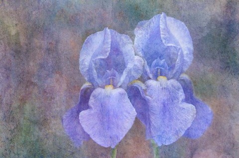 Framed Iris Blue Rhythm Print