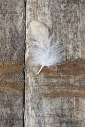 Framed Feather on Wood I Print