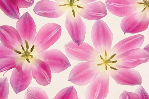 Framed Cerise Pink Tulips Print