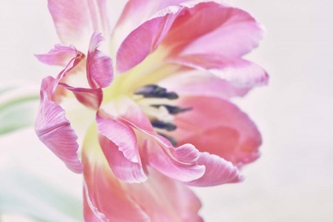 Framed Cerise Tulip Print
