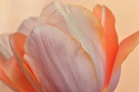 Framed Orange Glowing Tulip Print