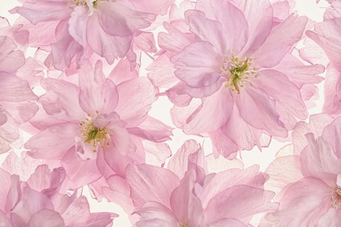 Framed Pink Cherry Blossom Print
