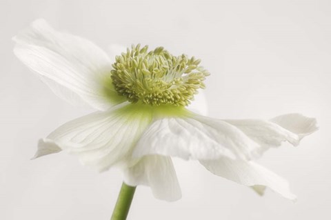 Framed White Anemone Flower Print