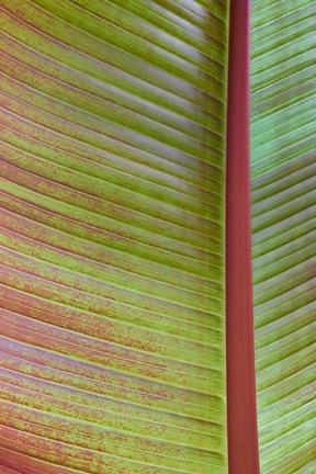 Framed Leaf Texture VI Print