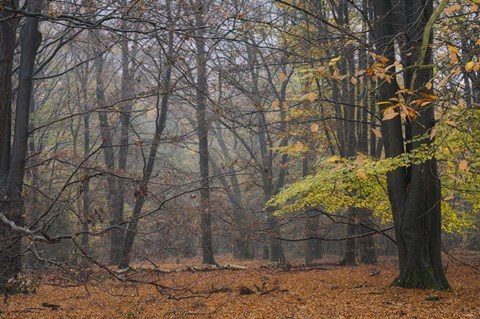 Framed Hazy Wood Print