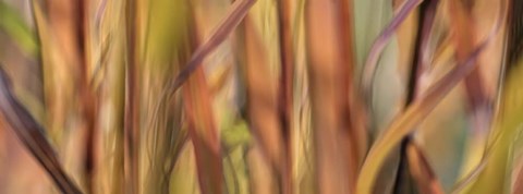 Framed Autumn Grass Scape Print