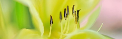 Framed Day Lily Scape Print