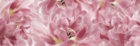 Framed Pink Tulips Scape Print