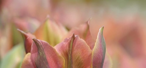 Framed Tulip &#39;Artist&#39; Scape Print