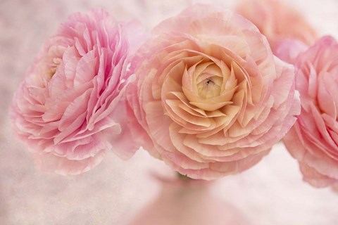 Framed Pink Persian Buttercup Bouquet Print