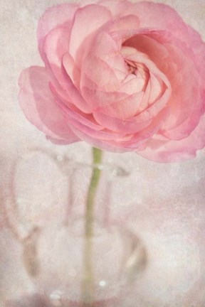Framed Single Rose Pink Flower Print