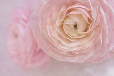 Framed Soft Pink Flower Bouquet Print