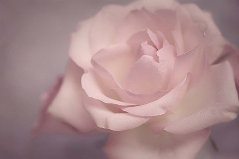 Framed Tenderness Print