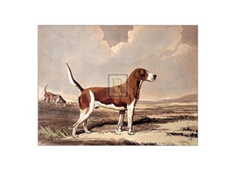 Framed Hound in  a Field Print