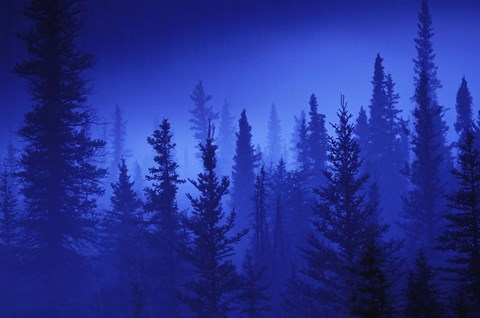 Framed Blue Sky Forest Print