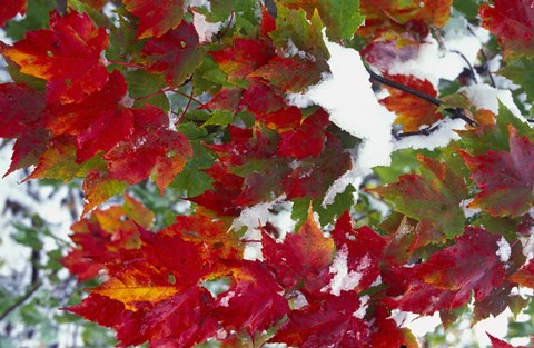 Framed Red Leaves in Snow Print