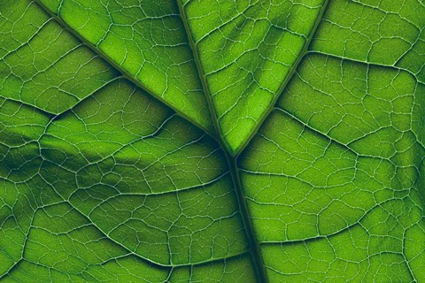 Framed Green Leaf Close-Up Print
