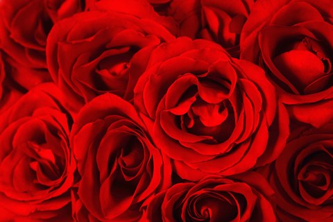 Framed Red Roses in Bloom Print
