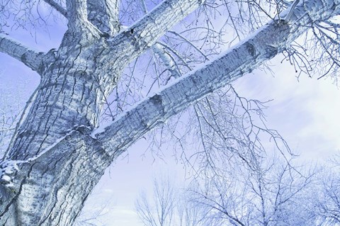 Framed White Tree in Snow Print