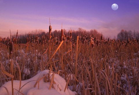 Framed Moon Over Frozen Fields Print
