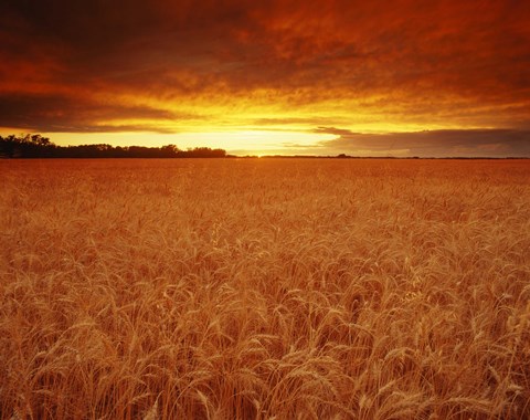 Framed Golden Wheatfields Print