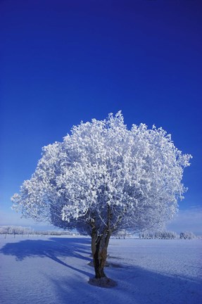 Framed Tree in Winter Print