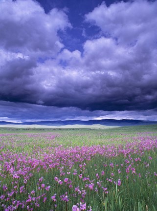 Framed Dark Clouds Over Purple Fields Print