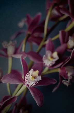 Framed Dark Orchid III Print