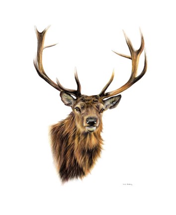 Framed Stag White Background Print