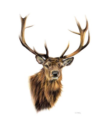 Framed Stag White Background Print