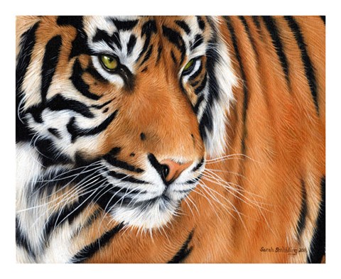 Framed Tiger Crop Print