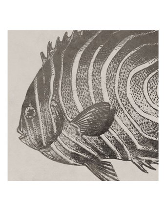 Framed Vintage Fish II Print