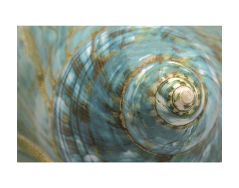 Framed Soft Turbo Shell Print